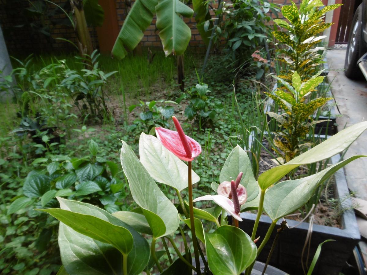 Andre Boutique Villa Siem Reap Eksteriør billede
